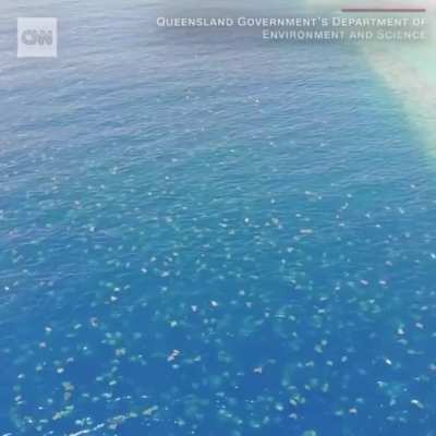 ? drone footage shows the largest remaining breeding ground for green turtles in the world. there are up to 64,000 turtles swimming around australia's great barrier reef during nesting season ?