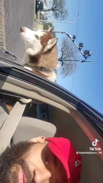 Dog Abandoned at Burger King