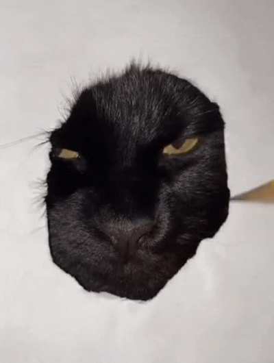 Realistic cat drawing.