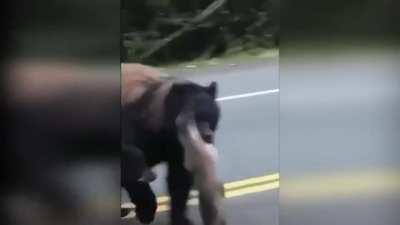? Mama Bear Carrying a Salmon while Crossing the Street