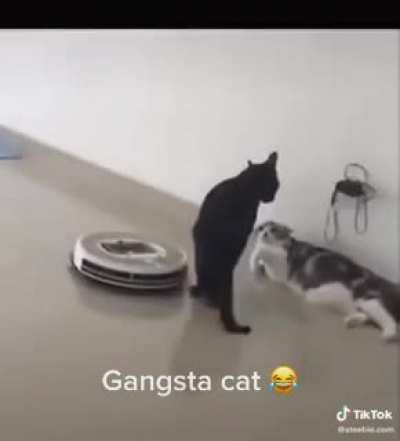 Not today roomba..I’m busy