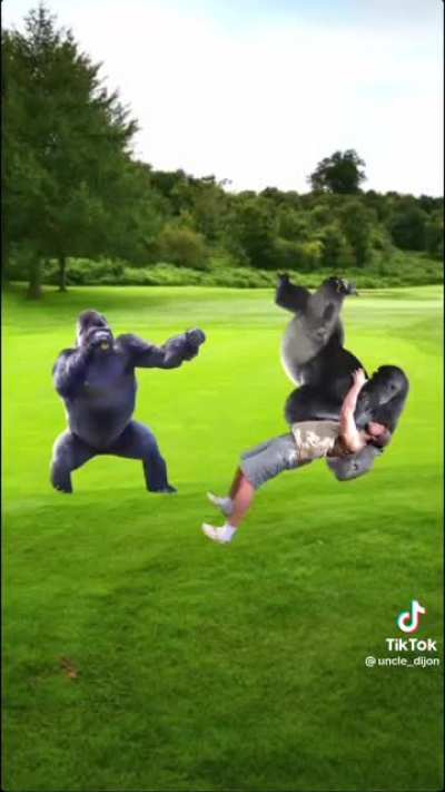 How to stop a gorilla fight-zookeeper training