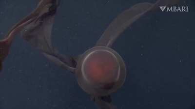 ? A giant 'phantom jellyfish' that traps its prey with 33 feet-long mouth-arms spotted off California coast