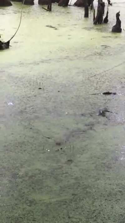 ? Baby gator thinks laser pointer is a snack