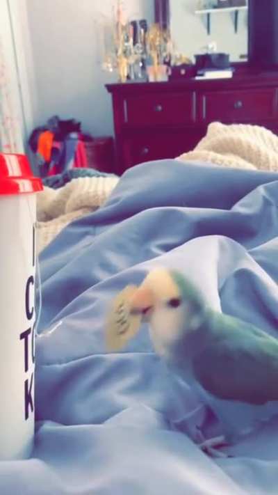 8 month old BooBerry or as I call her “Chicken”. She’s very into my tea string the last couple days and was very proud of her accomplishment this morning ?