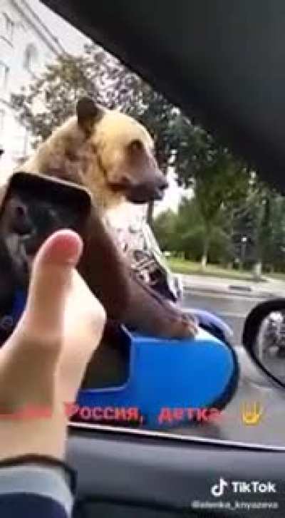 Bear: "Officer can I get lift to nearby forest". Cop: "yeah yeah man.. hope in"
