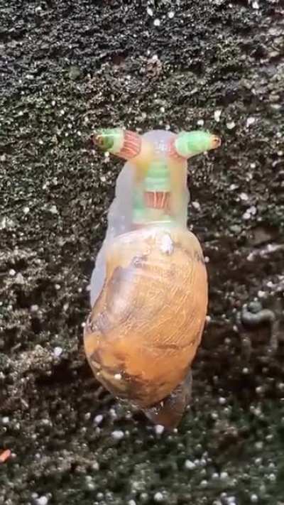 ? That snail is infested with Leucochloridium larvae. It's called aggressive mimicry. The larvae are imitating the movements of a caterpillar to lure in its next host.