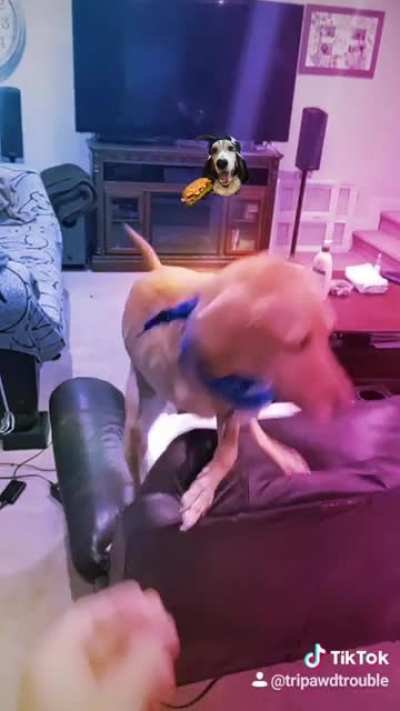 This Tripawd can "treat" you better.