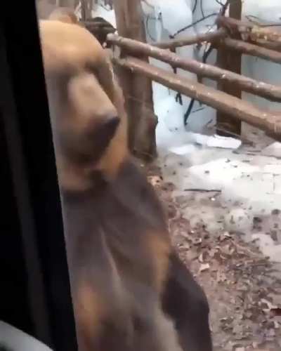 ? A bear just passing by…