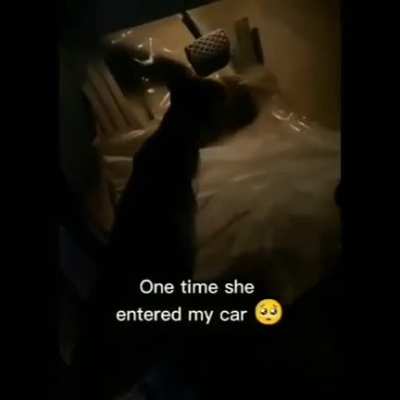 Meow irl