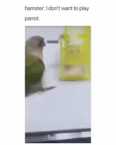 Birbs are mean ?
