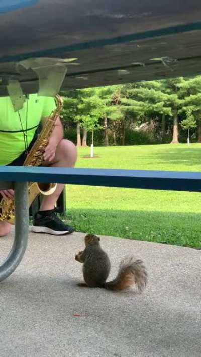 Squirrel is getting dinner & a show