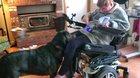 People said I should post this here. My disabled mother trained her dog to pick up her phone when she drops it.