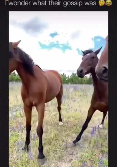 Horsing around ?