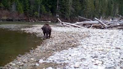 ? Grizzly Bear + Salmon + Bald Eagles!