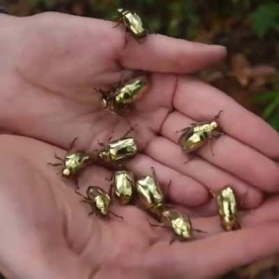 ? jewel scarabs