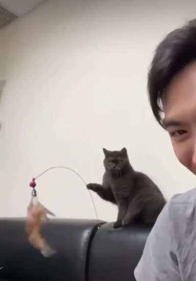 My turn to run the catculator, hooman.