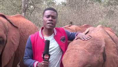 ? Baby elephant showing his playful side with a Kenyan journalist