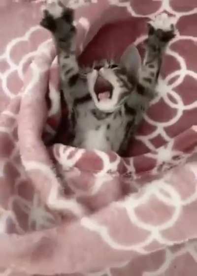 Yawn .. life is good