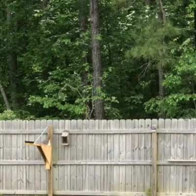 Apparantly Acme got into pest removal