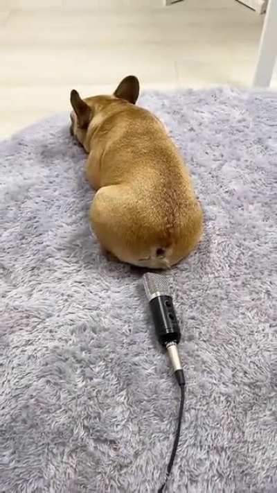 WHOS DOG IS THIS