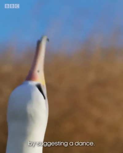 ? Layan Albatross looks for a lifelong mate to raise a family, but there's a twist.
