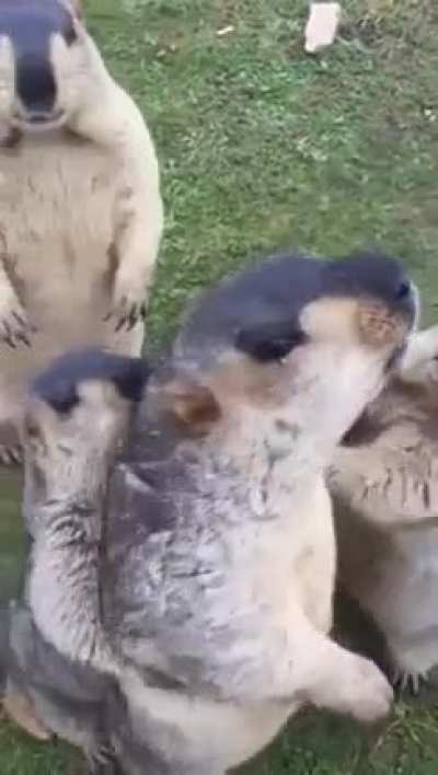 ? Silly marmots pushing each other around