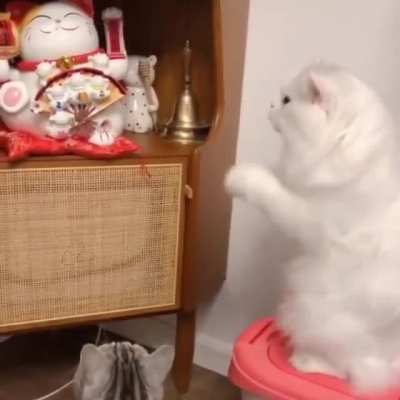 Kitty see kitty do.