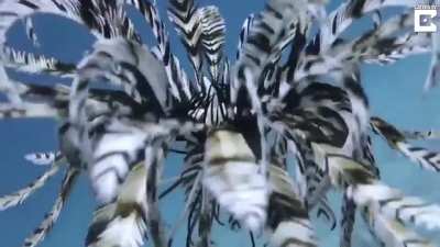 ? Feather Star swimming in a mesmerizing way