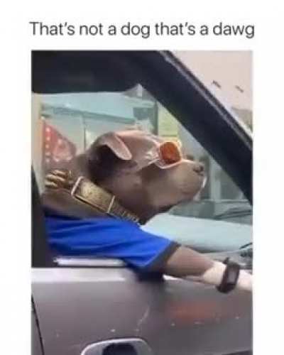 A cool dog ?