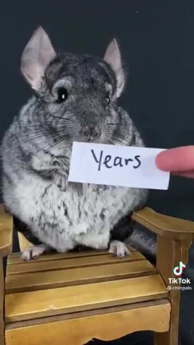 All Stars recreated with chinchillas. [@Chinpals]