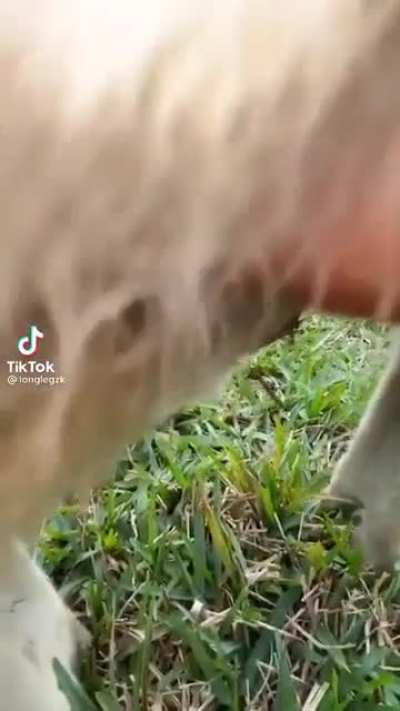 They're Upping Their Game!! (Not my video)