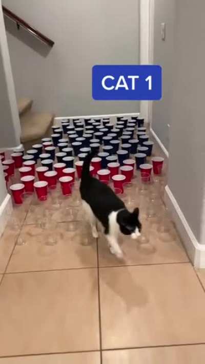 3 types of cat