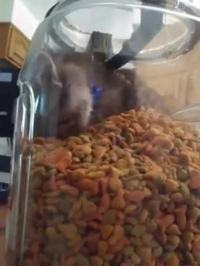 Little kitty couldn't wait for noms ?
