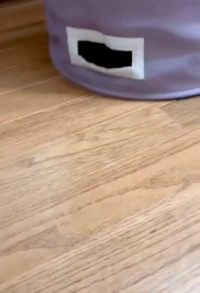 My kitten Charlie loves the laundry hamper. He’ll meow and whine until you put upside down so he can become a kitty roomba.