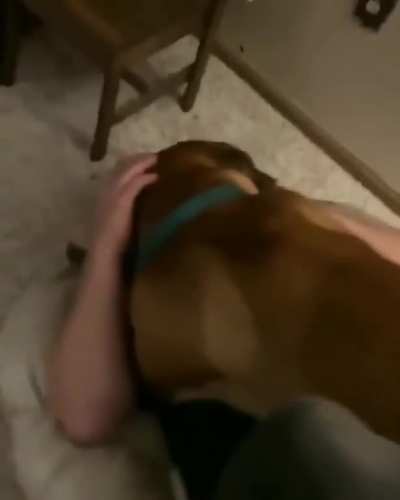 Pupper thought he was still a lapdog