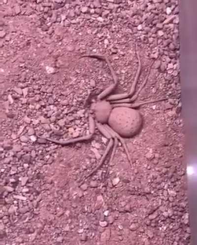 ? Sicarius is a genus of araneomorphic spiders that are better known as sand spiders, its scientific name Sicarius comes from the Latin meaning killer.