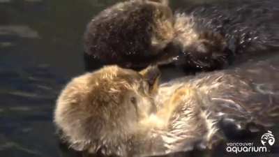 ? Sea otters hold hands to stop them from drifting apart and losing each other when they sleep in the water.