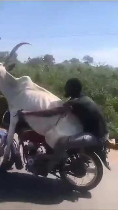 The cow was just minding his business ?