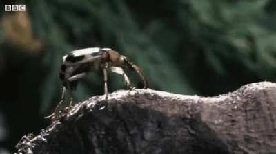 ? Bombardier Beetle Sprays Acid From Its Rear