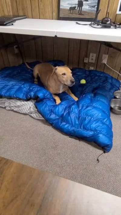 This is how I taught former fighting dog Scooby to bark after years or silence.