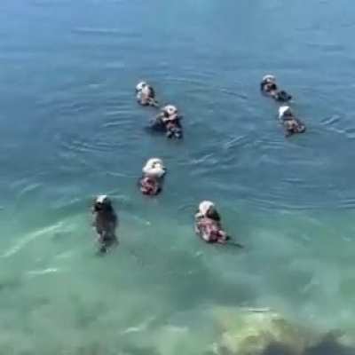 ? otters just chilling..