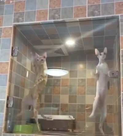 shake your booty