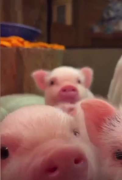 Look at these cute little pigs ? (oc)