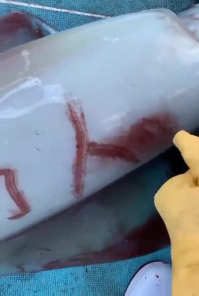Squid’s skin is reactive to touch