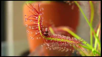 ? Drosera capensis a species of carnivorous plant which catches its prey by thigmotropism.