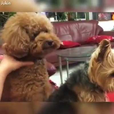 Not only humans can be jerks