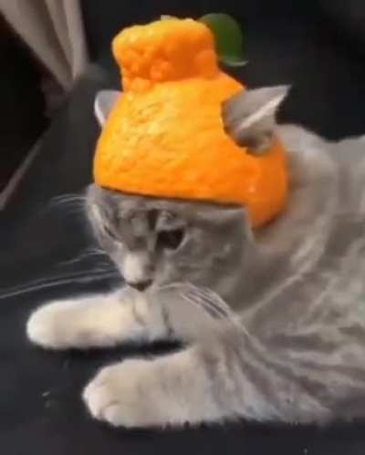 The cat look ?