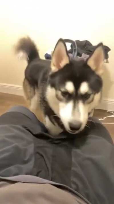What’s this? Takes bite ?