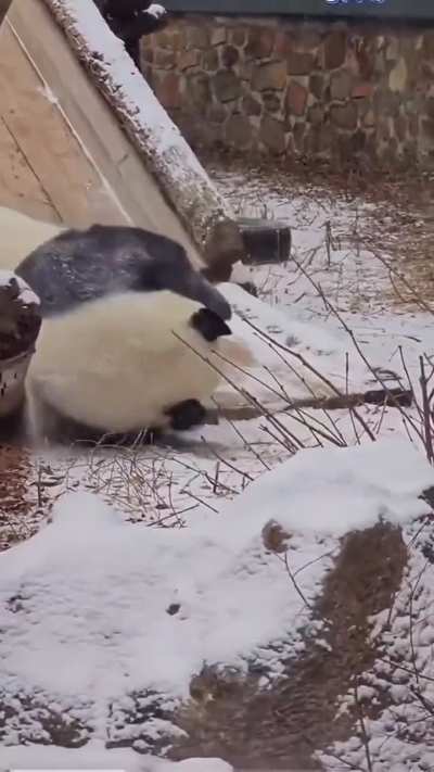 Panda-monium! ?